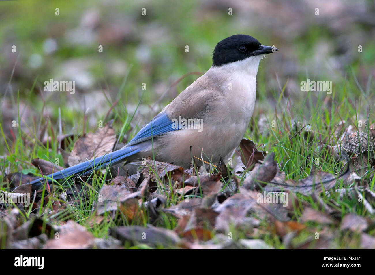 azure-winged magpie (Cyanopica cyana), sitting on the ground, Germany Stock Photo