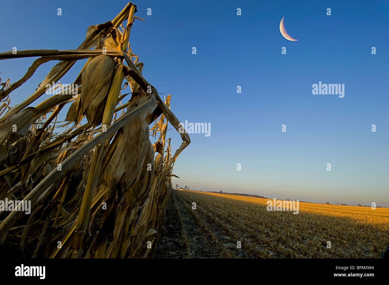 The corn harvest is going full tilt in the United States.  In the late evening light this shot was taken. Stock Photo