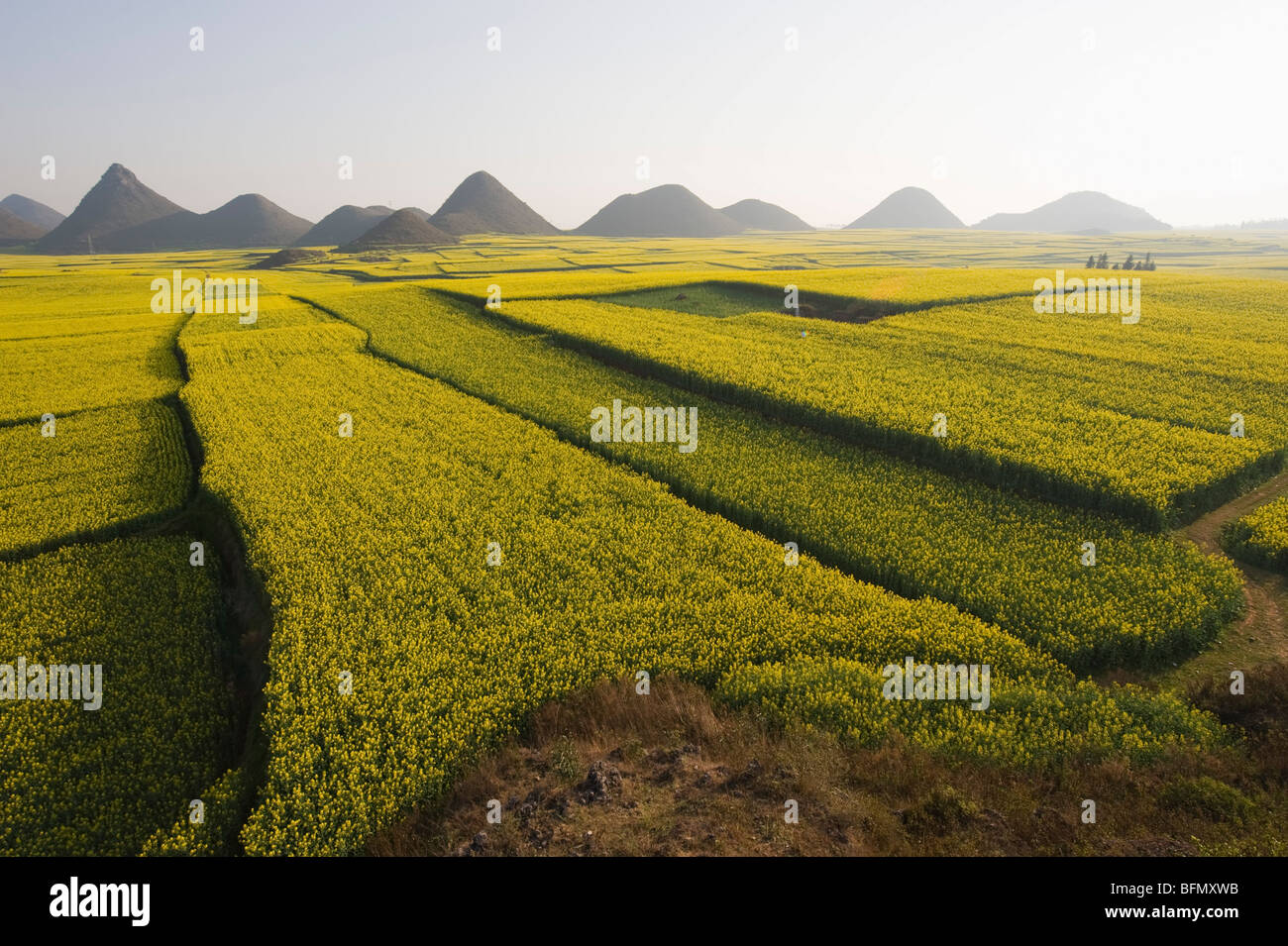 China, Yunnan province, Luoping, rapeseed flowers in bloom Stock Photo