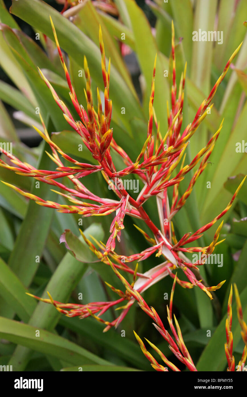 Aechmea blanchetiana, Bromeliaceae, bromeliad, Brazil, South America. Stock Photo