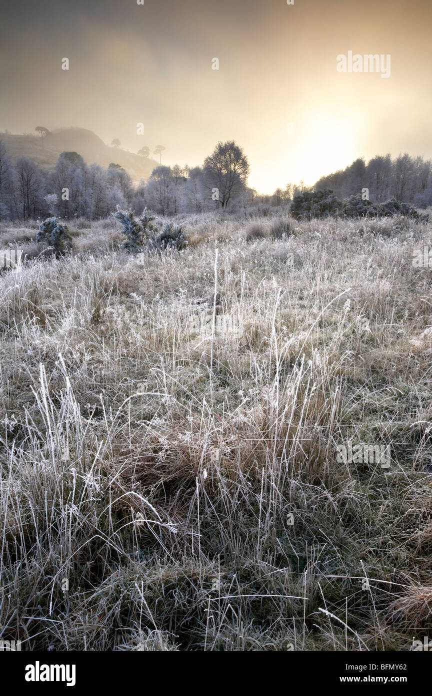 Woodland covered in snow frost hi-res stock photography and images - Alamy