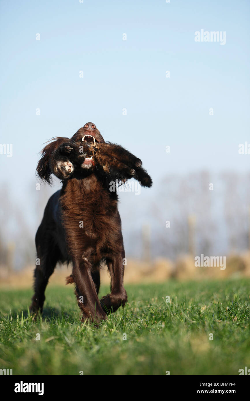 German long-haired Pointing Dog (Canis lupus f. familiaris), brown male retrieving a marten Stock Photo