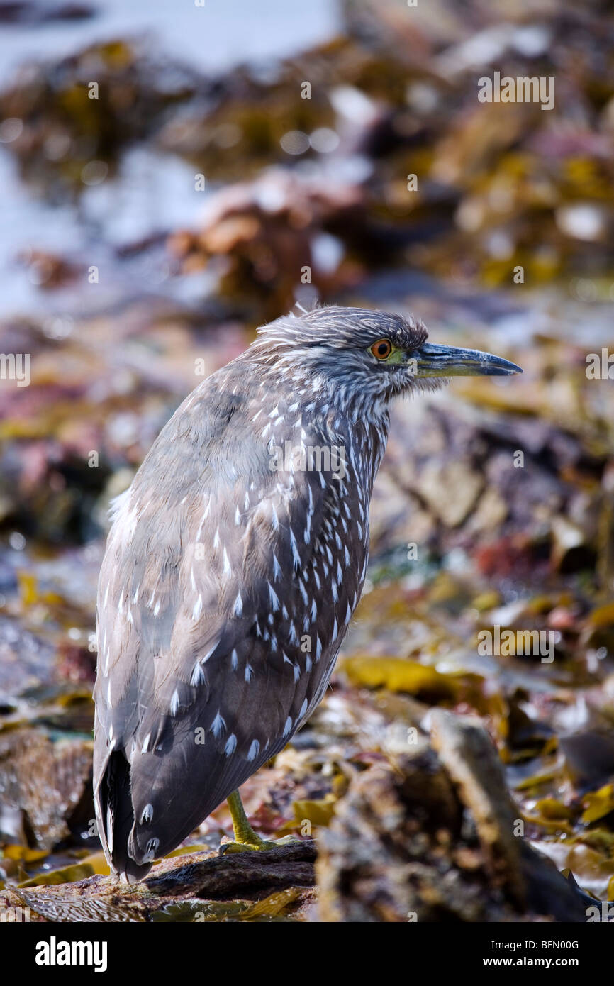 Falkland Islands, Carcass Island. Juvenile black-crowned night heron