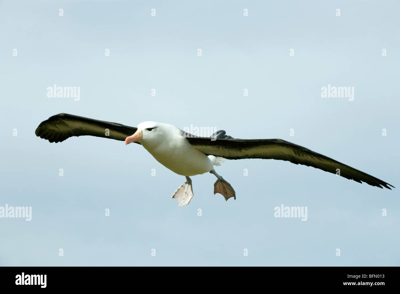 Falkland Islands; West Point Island. Black-browed albatross (Thalassarche melanophris) in flight. Stock Photo