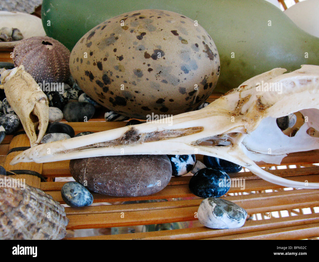 Falkland Islands. Strandline collection - bird skull, egg; crab claw, sea urchin, pebbles and shells. Stock Photo