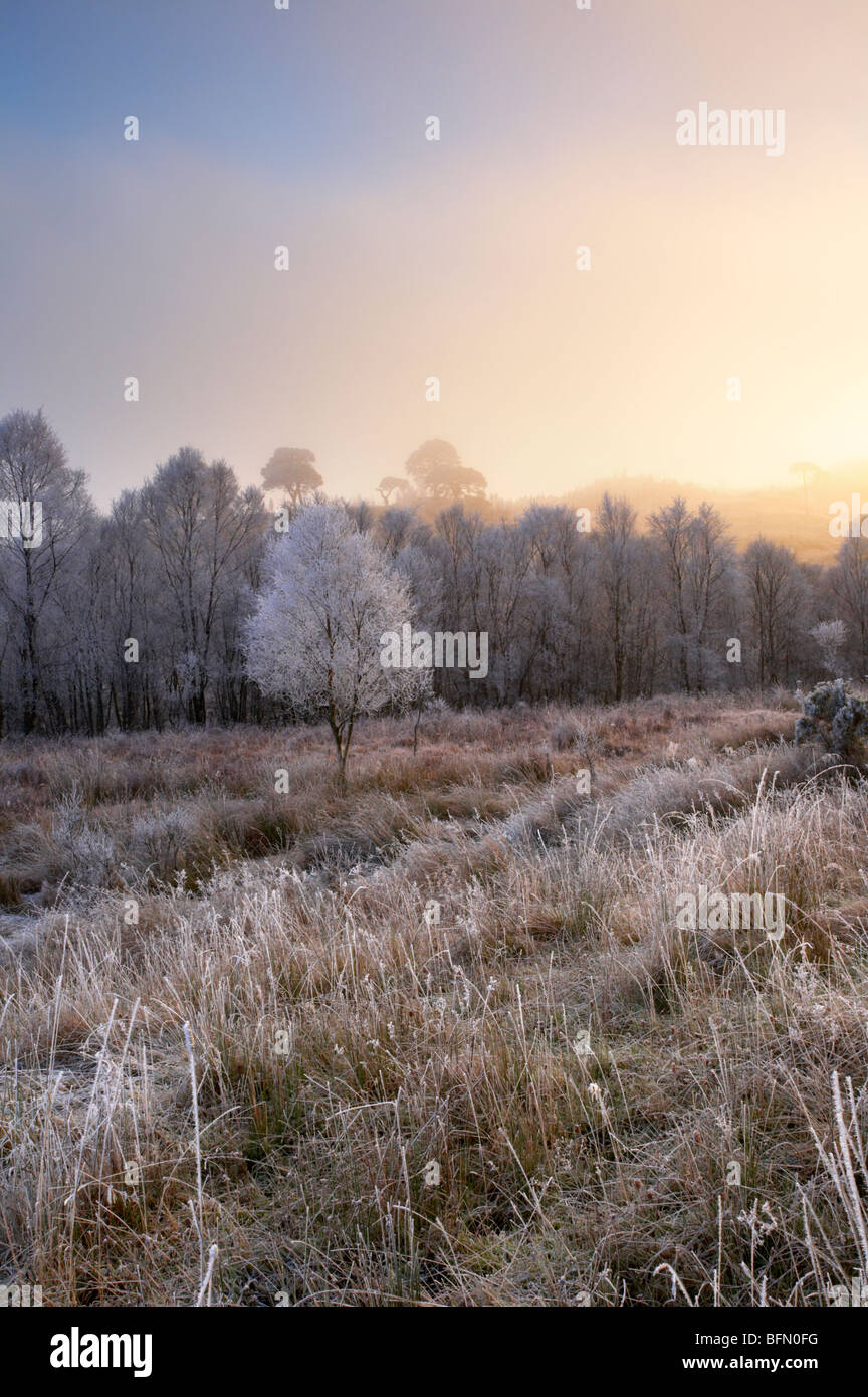 Grass with hoar frost hi-res stock photography and images - Alamy