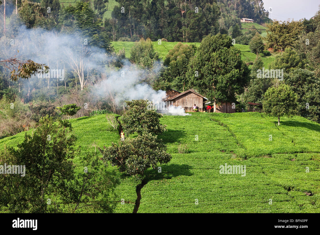 Kenya, Mathioya. Smallholders   tea gardens in the foothills of the Aberdare Mountains. Stock Photo