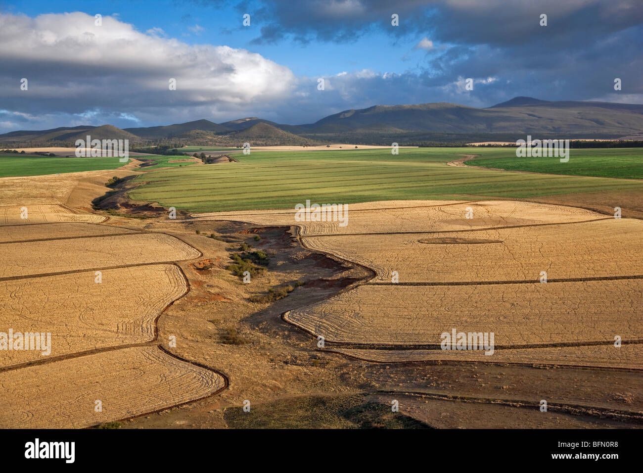 Kenya,Timau. Rolling wheat farms at Timau, 8,500 feet above sea level, looking towards cloud-covered Mount Kenya. Stock Photo