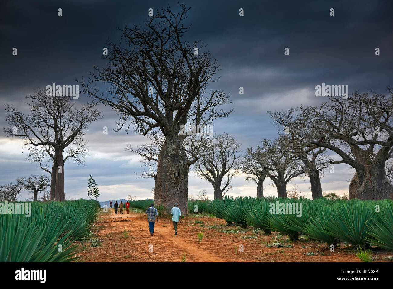 Kenya, Kibwezi. At the end of a day, workers at a sisal estate head for home along a path fringed by giant baobab trees. Stock Photo