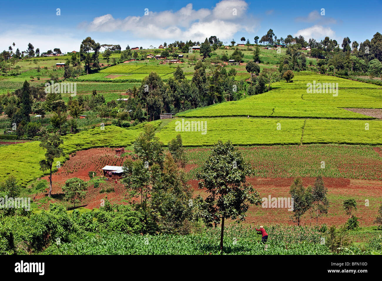 Kenya, Kapsabet District. A rich farming region of Kapsabet District with tea and maize being grown by the local landowners. Stock Photo