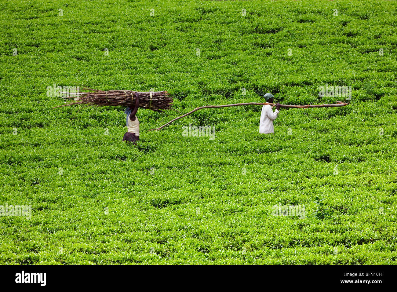 Kenya, Kapsabet District. A couple walk through a tea estate at Nandi