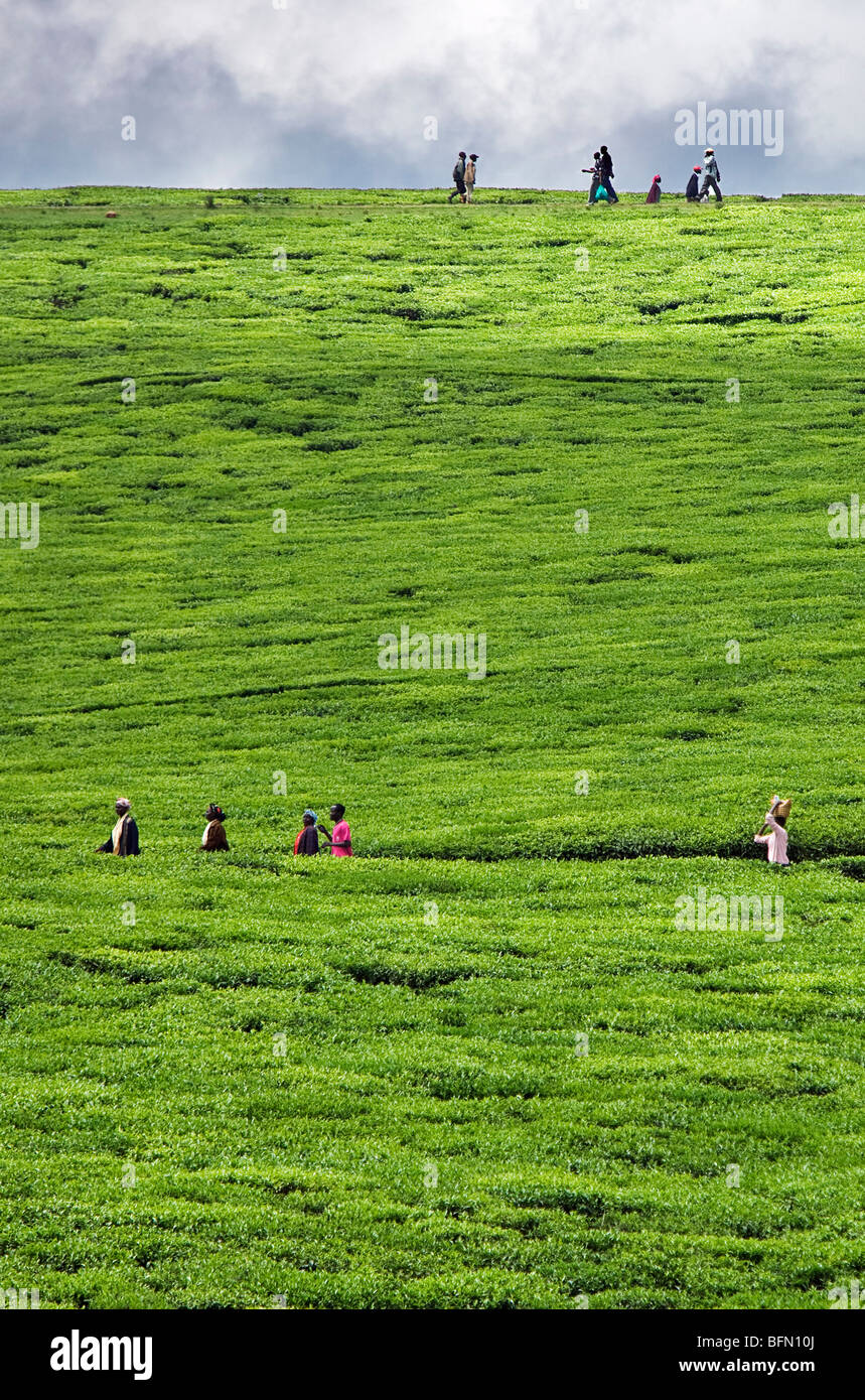 Kenya, Kapsabet District. People walk through a largescale tea estate