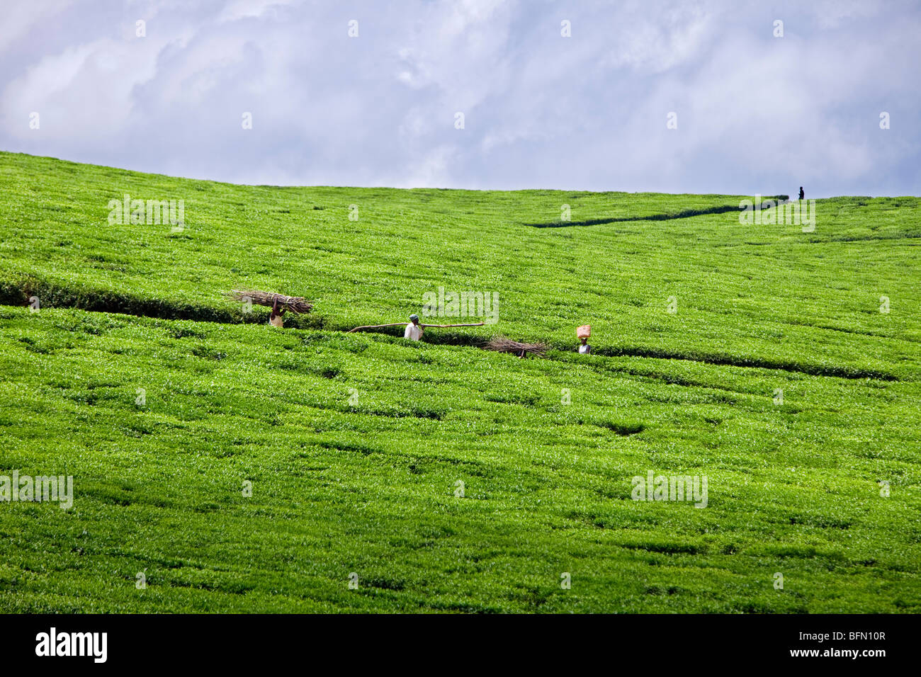 Kenya, Kapsabet District. People walk through a largescale tea estate