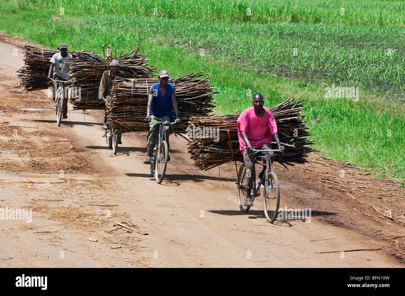 Kenya, Kisumu District. Cyclists take sugar cane to market near Kisumu. Stock Photo