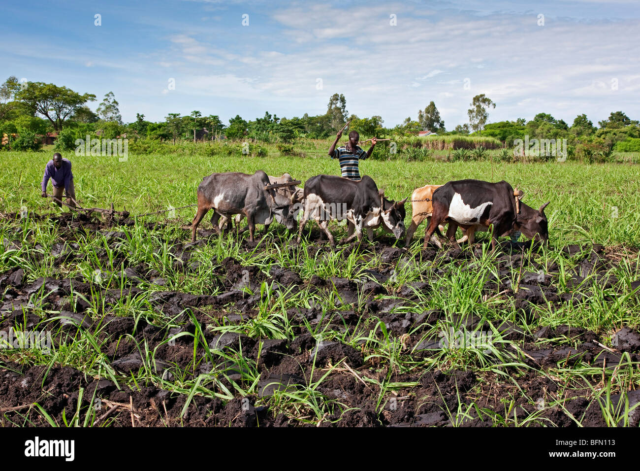 Kenya, Kisumu District. Small-scale farmers plough fields of sugar cane with a team of oxen. Stock Photo