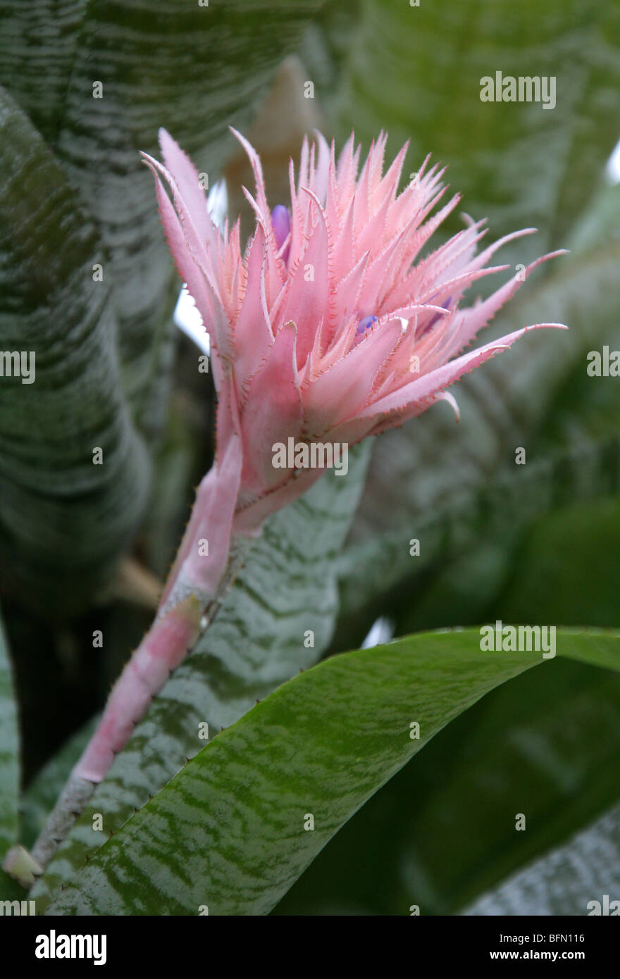 Silver Vase Bromeliad, Urn Plant, Aechmea fasciata, Bromeliaceae