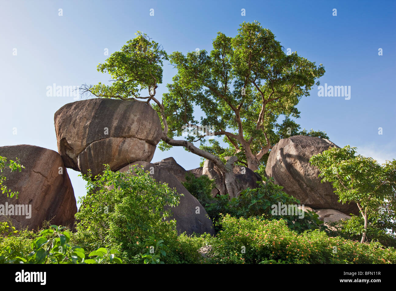 Kenya, Nyanza District. Rocks and fig trees adjacent to Kit Mikayi, an impressive rock cluster Stock Photo