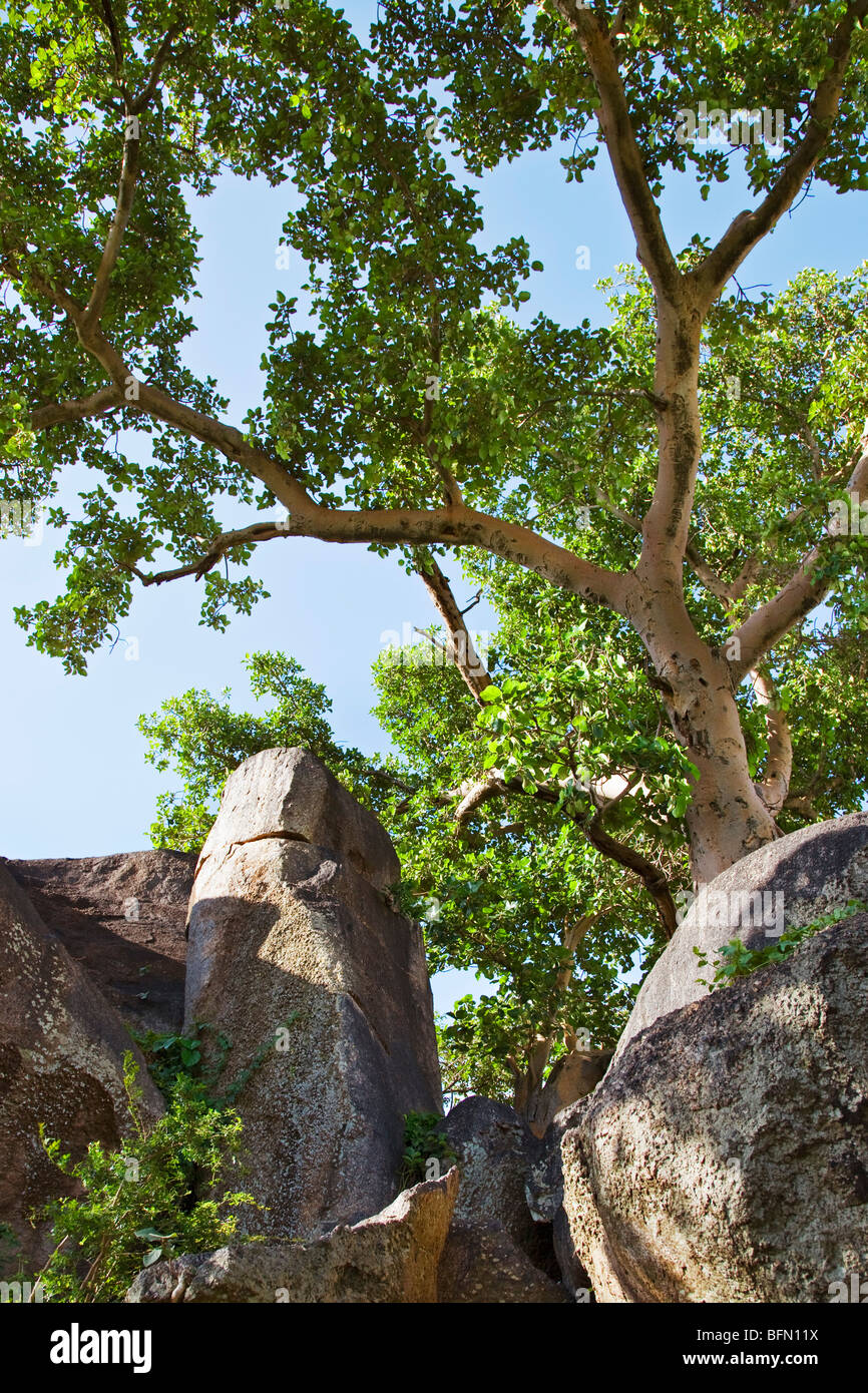 Kenya, Nyanza District. A fig tree growing among huge boulders adjacent to Kit Mikayi, an impressive rock cluster Stock Photo
