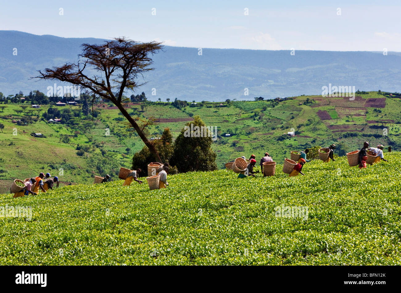 Kenya, Kericho District. Tea pickers pluck tea in one of the most