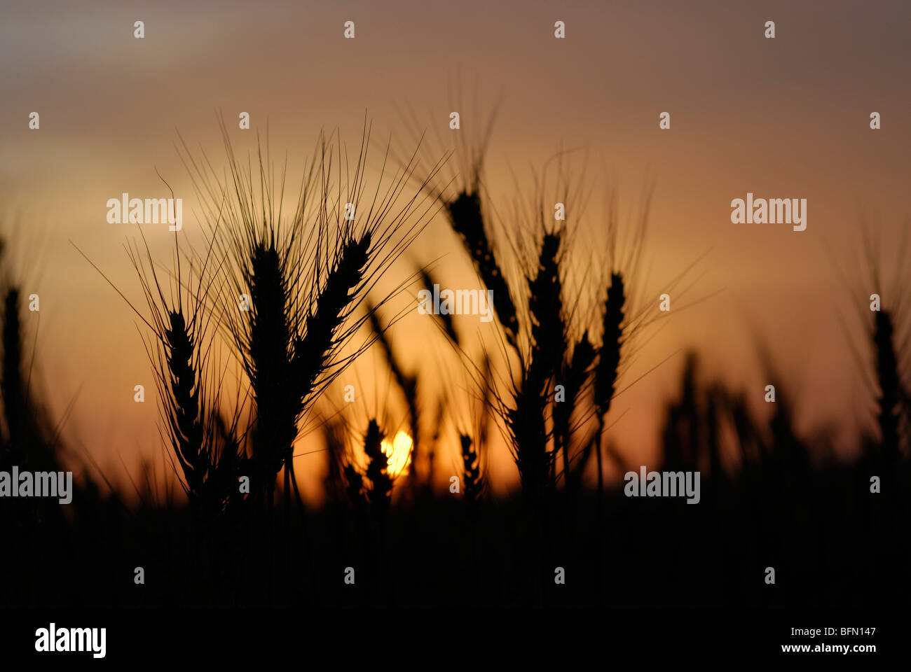 Silhouette of wheat stalks and grain at sunset Stock Photo