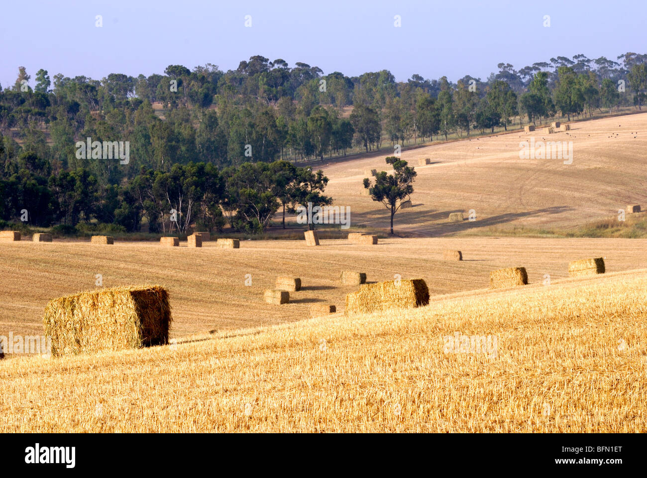 Israel, Negev, Wheat field, Harvest time in a wheat field bales of