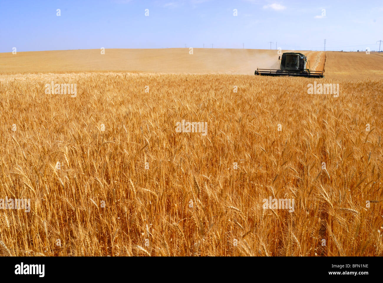 Barley israel hires stock photography and images Alamy