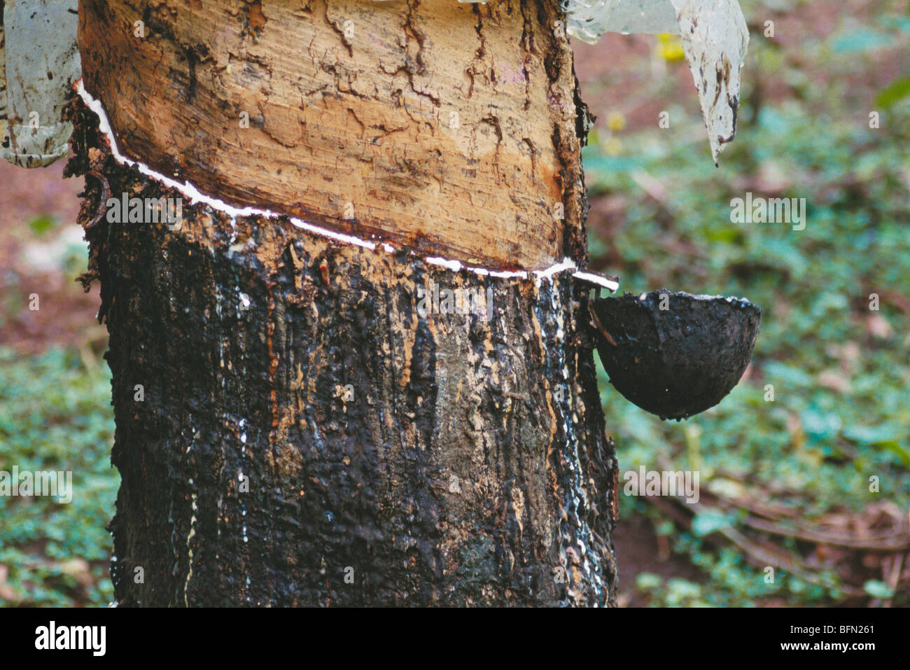 Rubber tapping ; Rubber tree ; kerala ; India ; asia Stock Photo Alamy