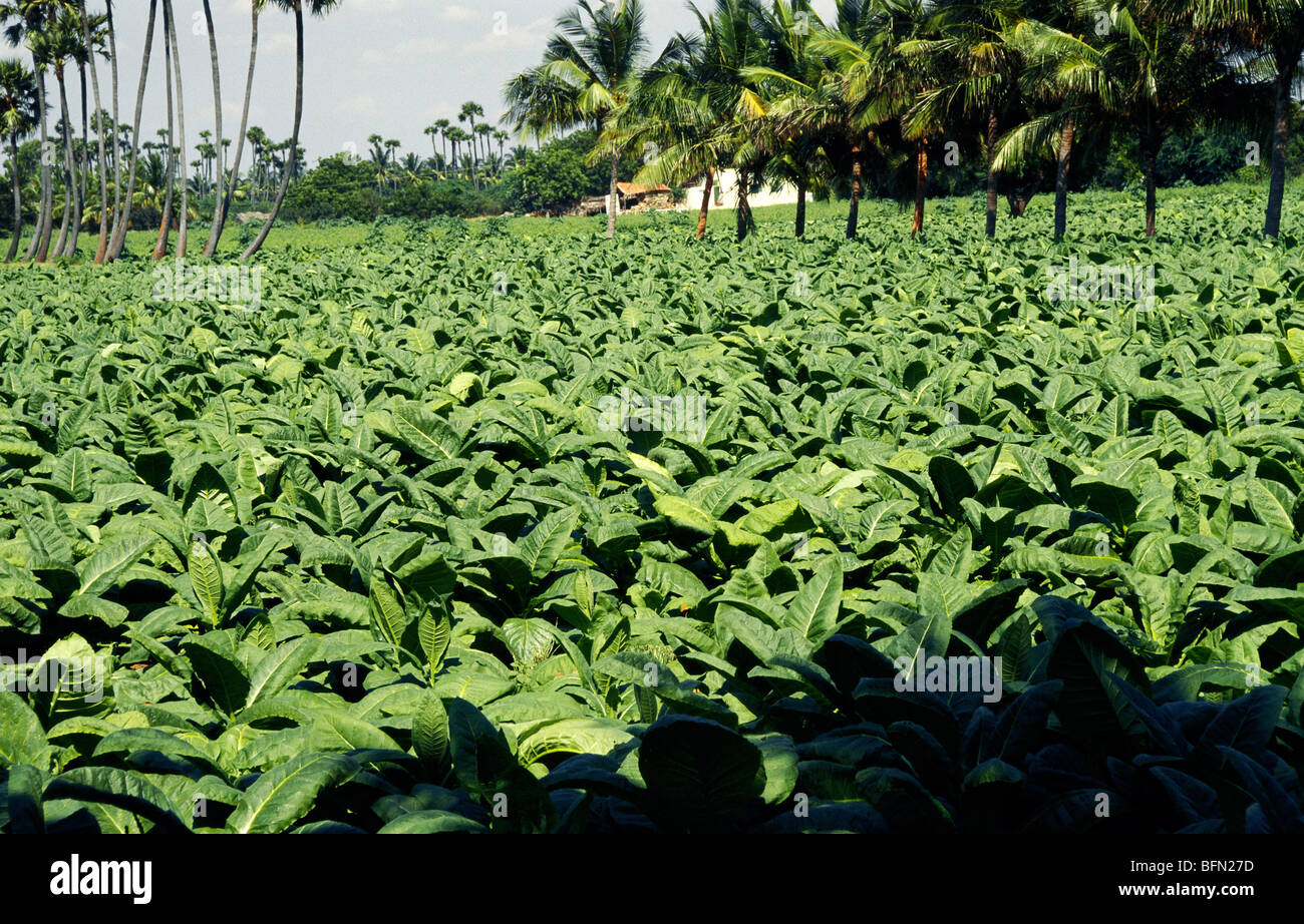 Aromatic Tobacco High Resolution Stock Photography And Images Alamy