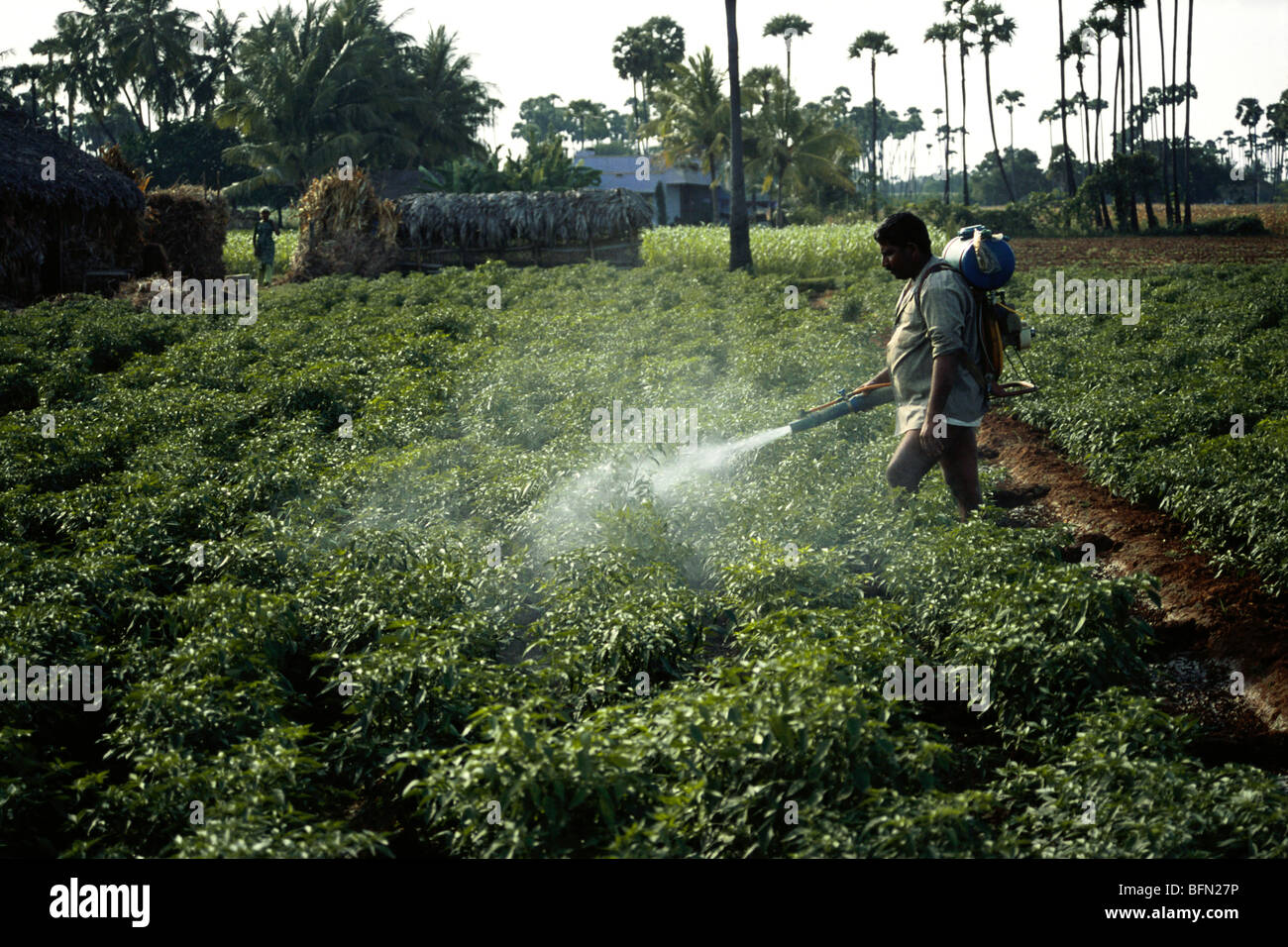 Farmer spraying pesticide on tobacco crop ; karnataka ; India ; asia Stock Photo