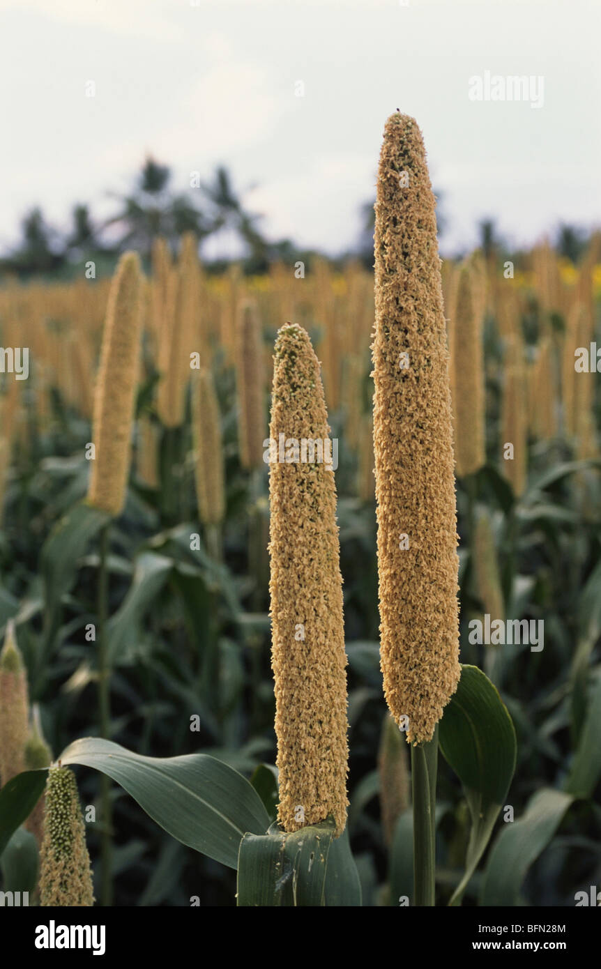Pearl millet crop ;  Bajra crops ; Tamil Nadu ; India ; asia Stock Photo