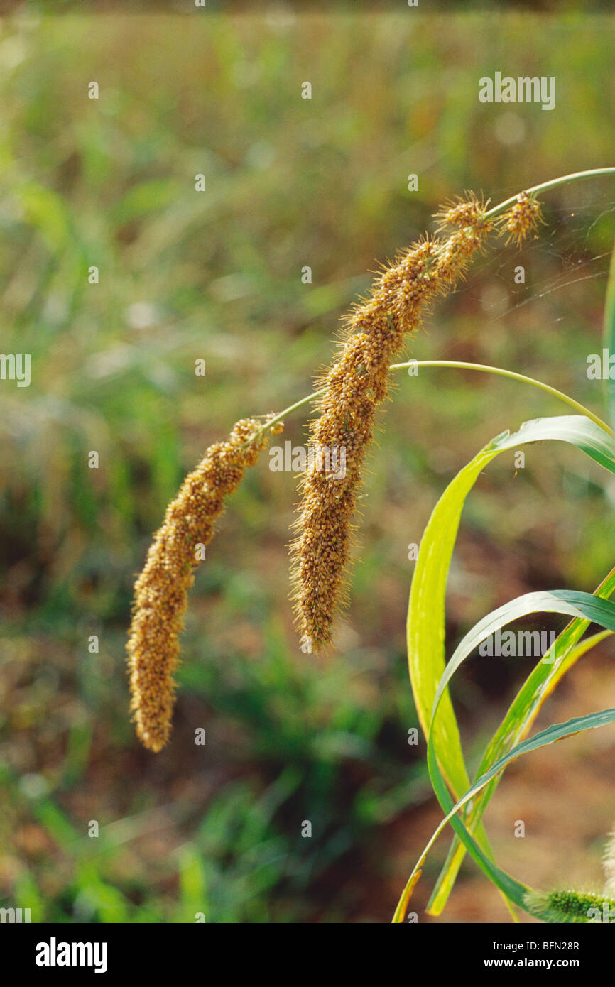 Foxtail millet crop ; Setaria italica ; Panicum italicum ; Kerala ; India ; Asia Stock Photo Alamy