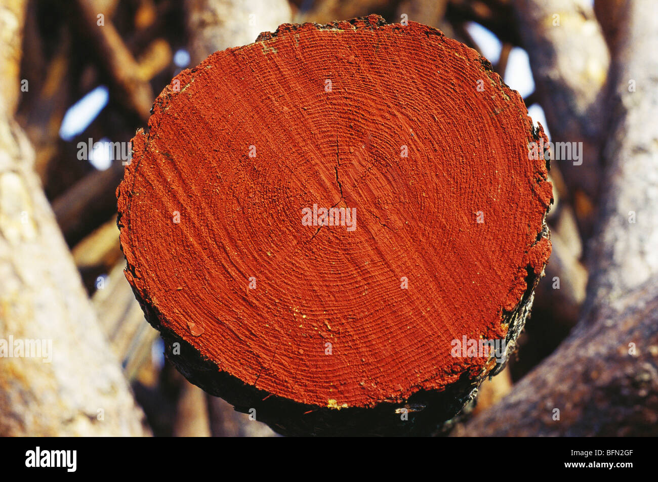 SOA 61365 : Age of tree wood in countryside ; Sweden Stock Photo