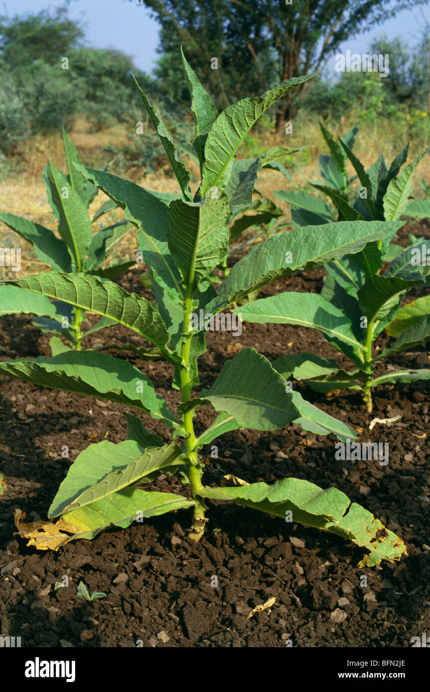 tobacco leaf india Tobacco plant leaf crop field ; india ; asia Stock Photo