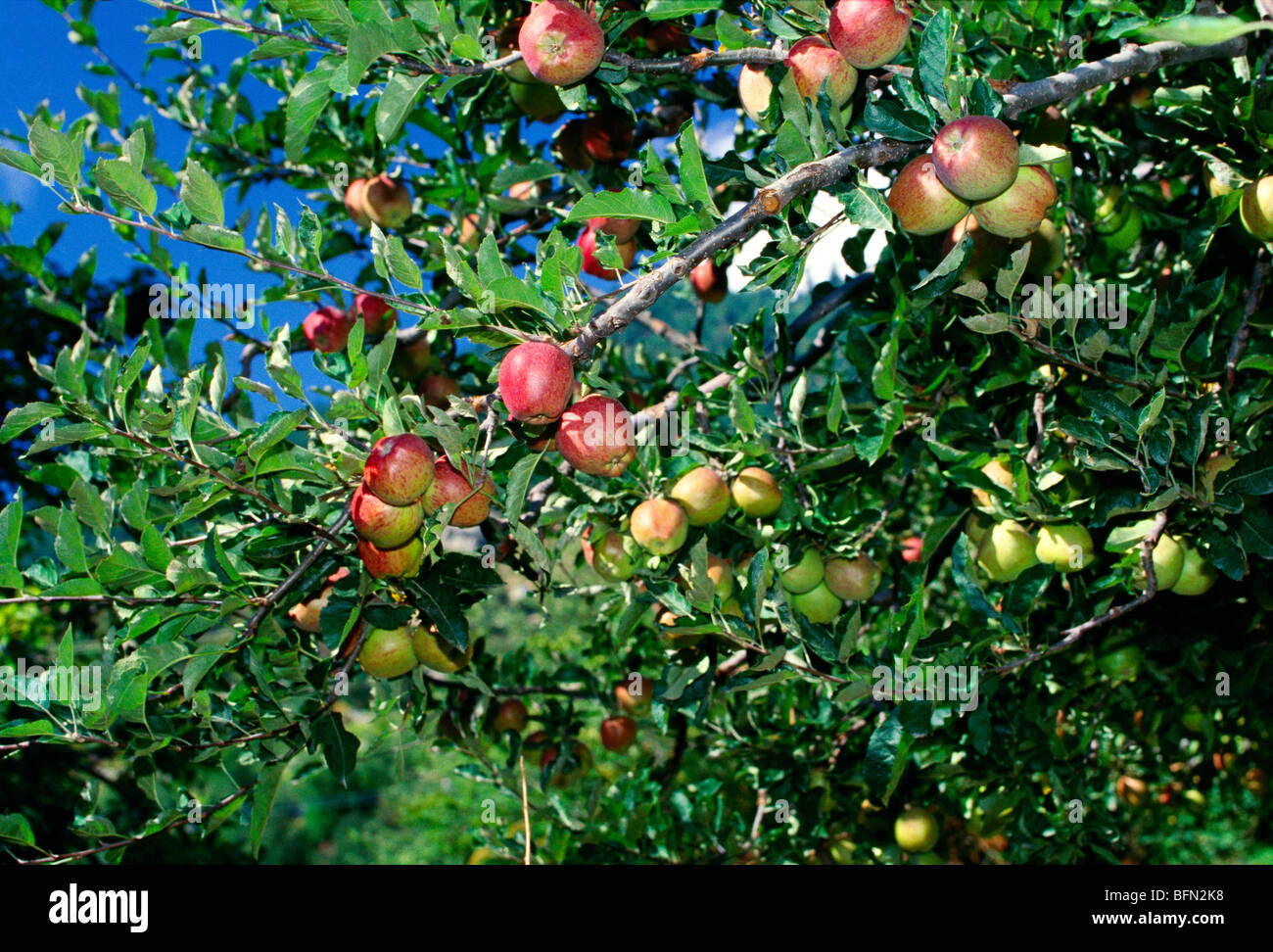 Apple fruit tree ; Kinnaur ; Himachal Pradesh ; India Stock Photo Alamy