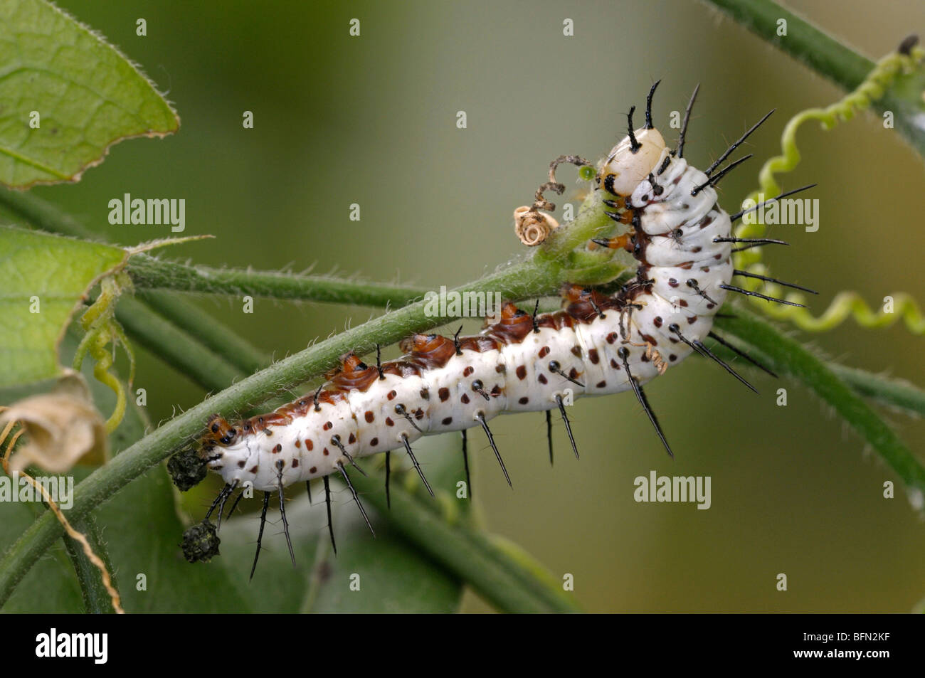 Zebra Longwing, Zebra Butterfly (Heliconius charithonia). Caterpillar feeding on a Passiflora leaf. Stock Photo