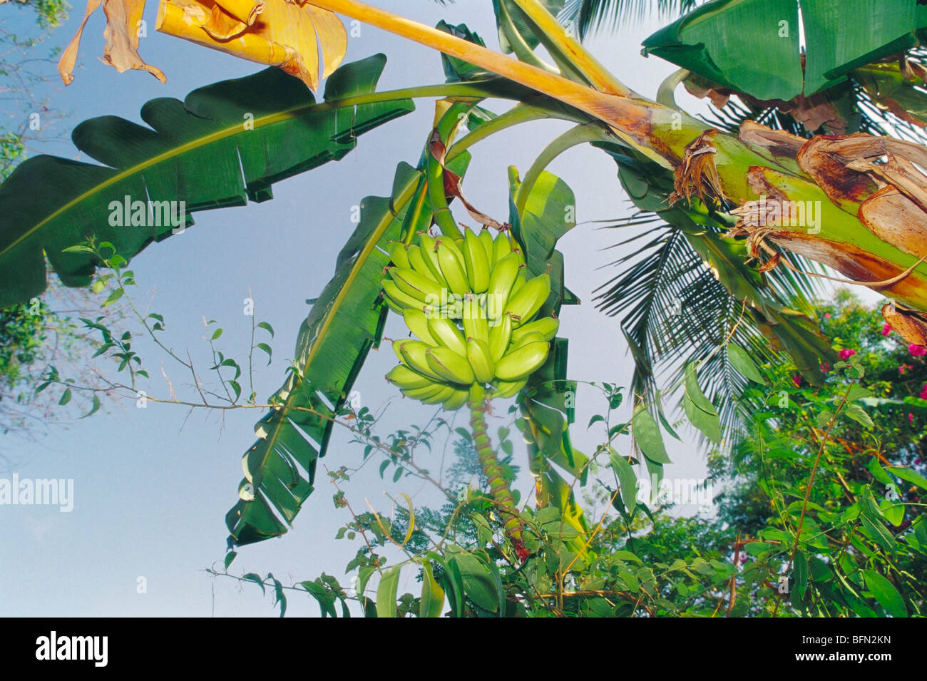 banana fruit plant tree ; Gholvad ; Maharashtra ; India ; asia Stock Photo