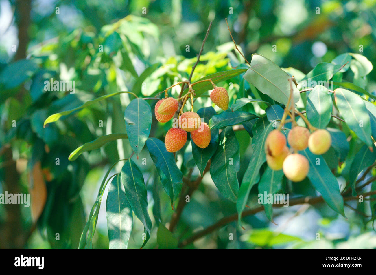 Lichi fruits on tree ; India Stock Photo