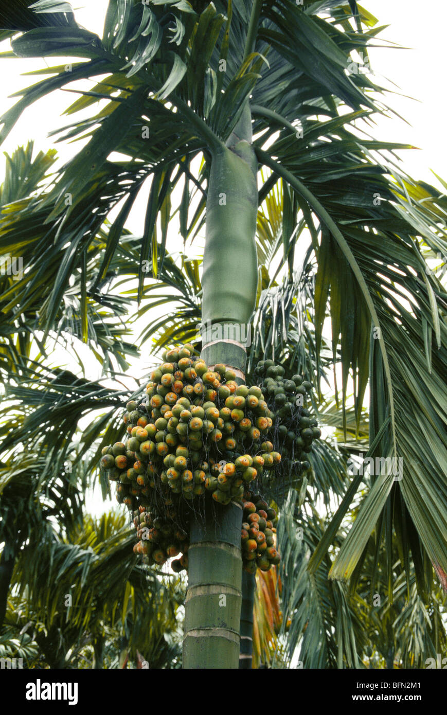 Areca Nut Production In India Wikipedia 41 OFF Areca Nut Production In India Wikipedia 41 OFF