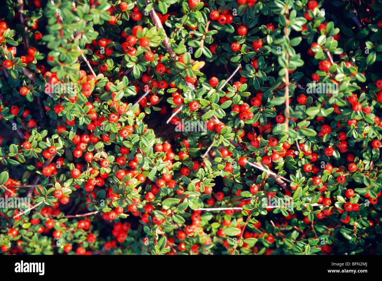 India Berries Stock Photos & India Berries Stock Images Alamy