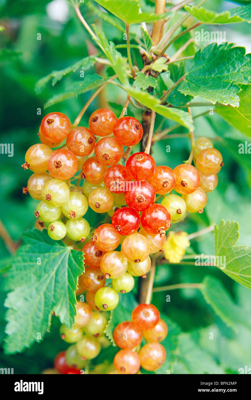 India Berries Stock Photos & India Berries Stock Images Alamy