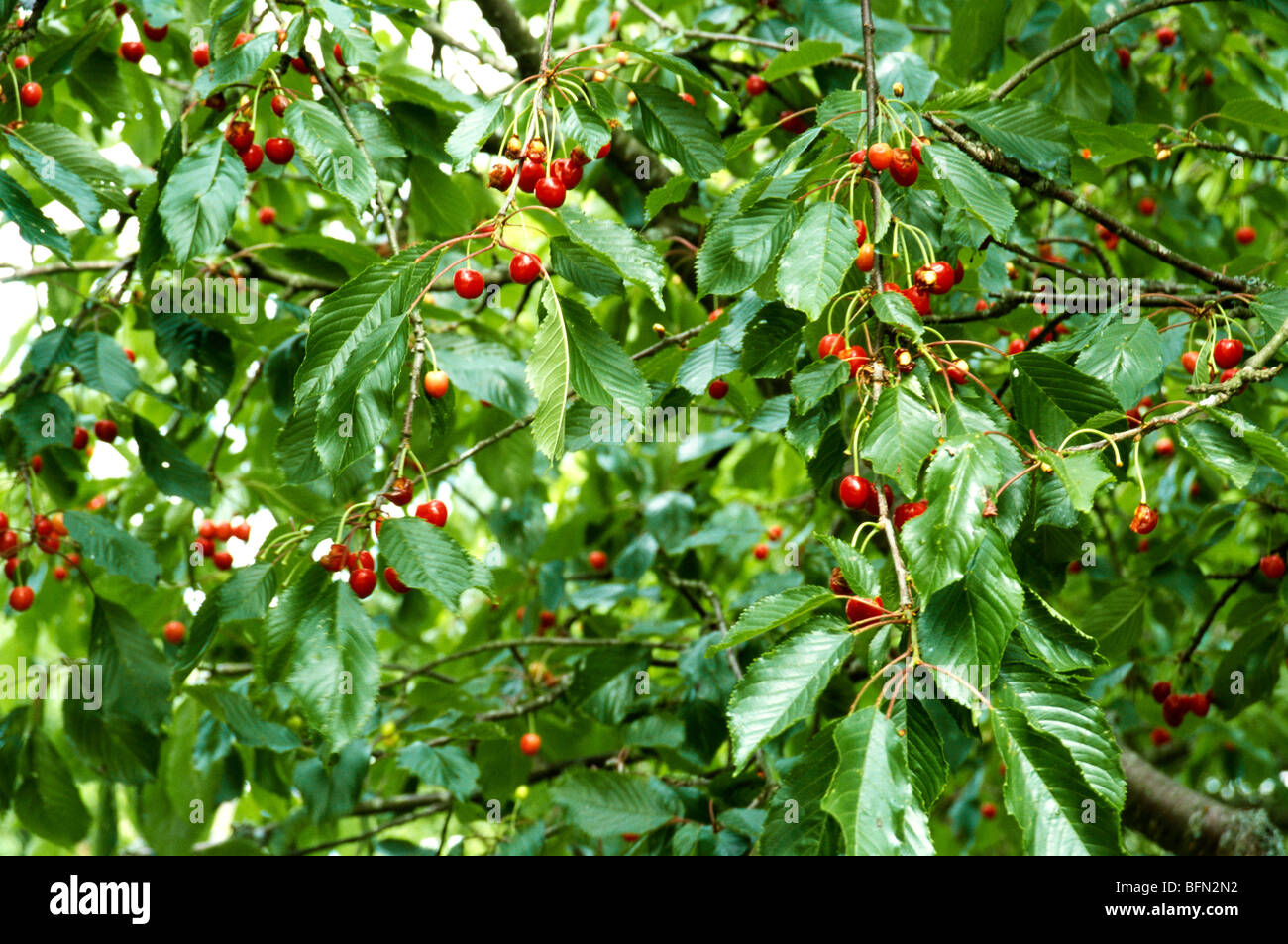 Cherry Fruit Tree