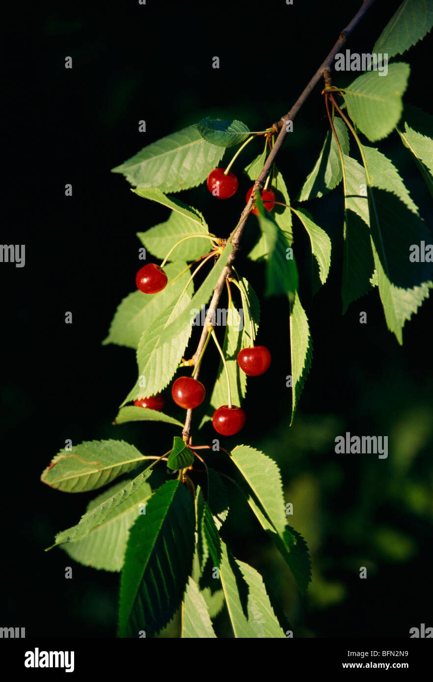 cherry fruit tree ; manali ; kulu ; himachal pradesh ; india ; asia ...