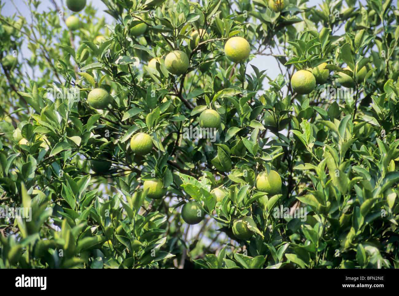 mousambi, musambi, sweet lime, sweet lemon, fruit tree ; Satara ; Maharashtra ; India ; asia Stock Photo