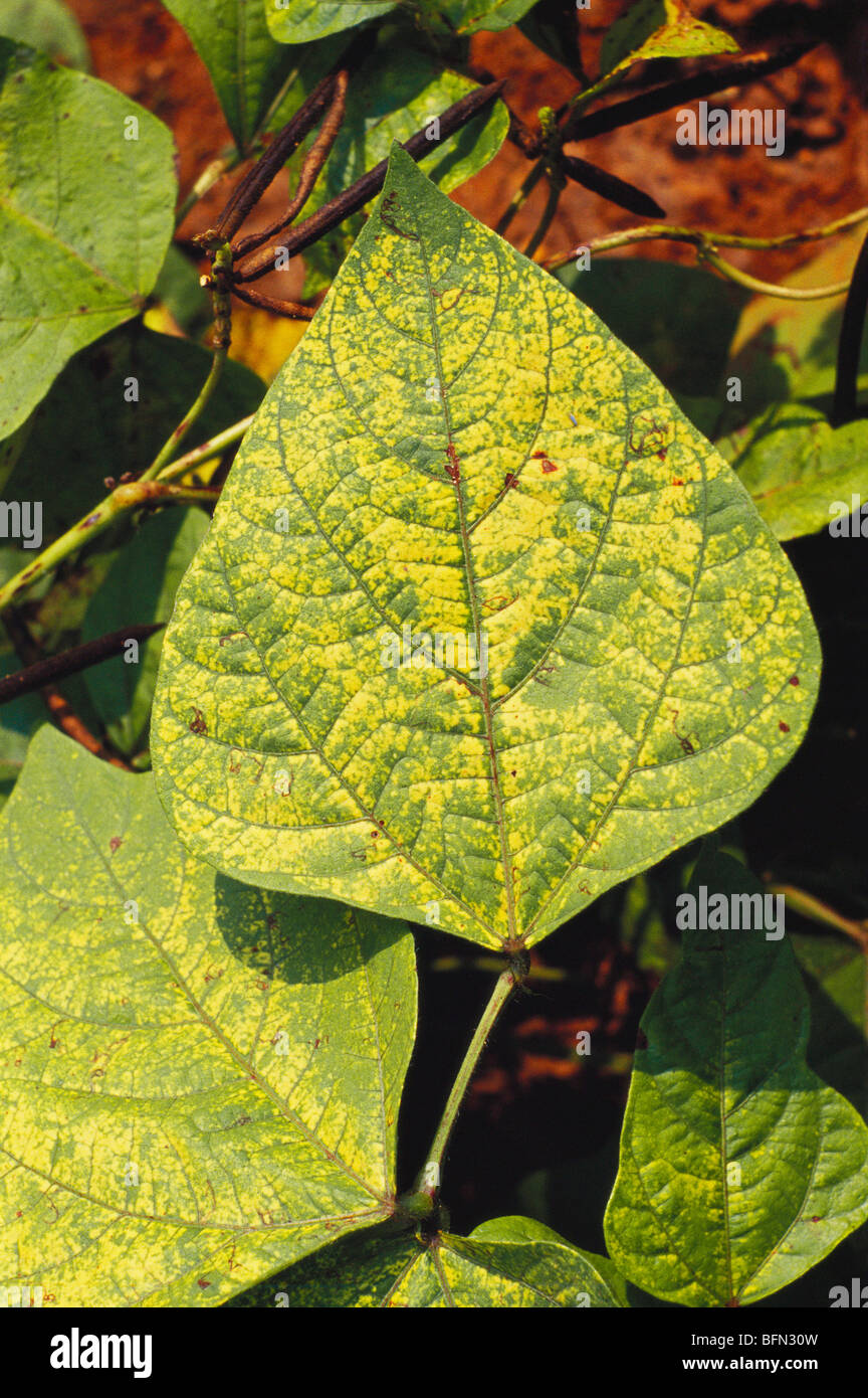 MAA 61419 : Yellow mosaic virus in green gram crop leaves Stock Photo