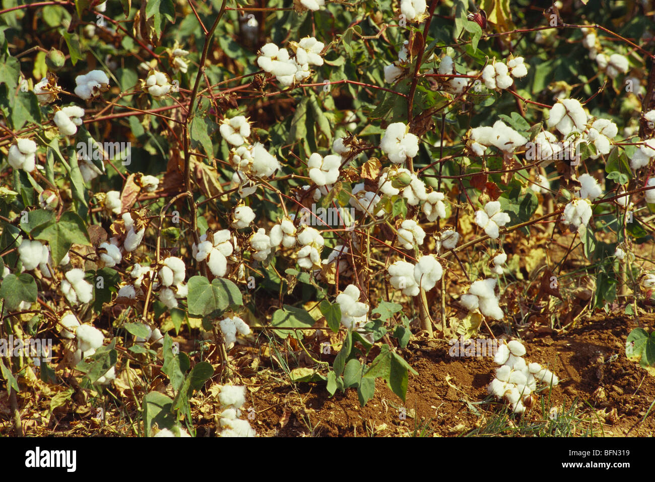 India maharashtra cotton farming hires stock photography and images