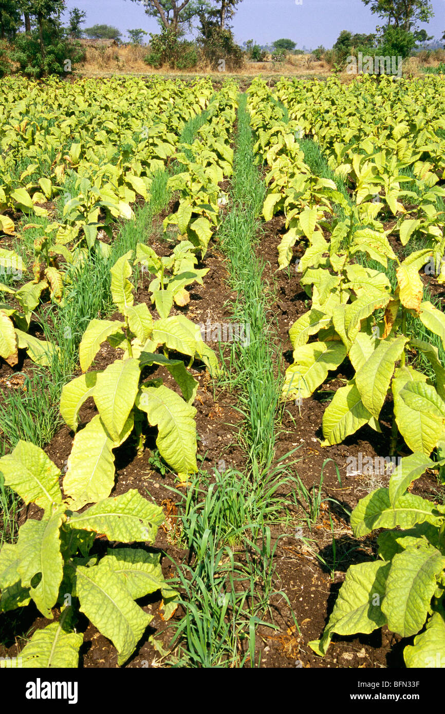 Aromatic Tobacco High Resolution Stock Photography And Images Alamy