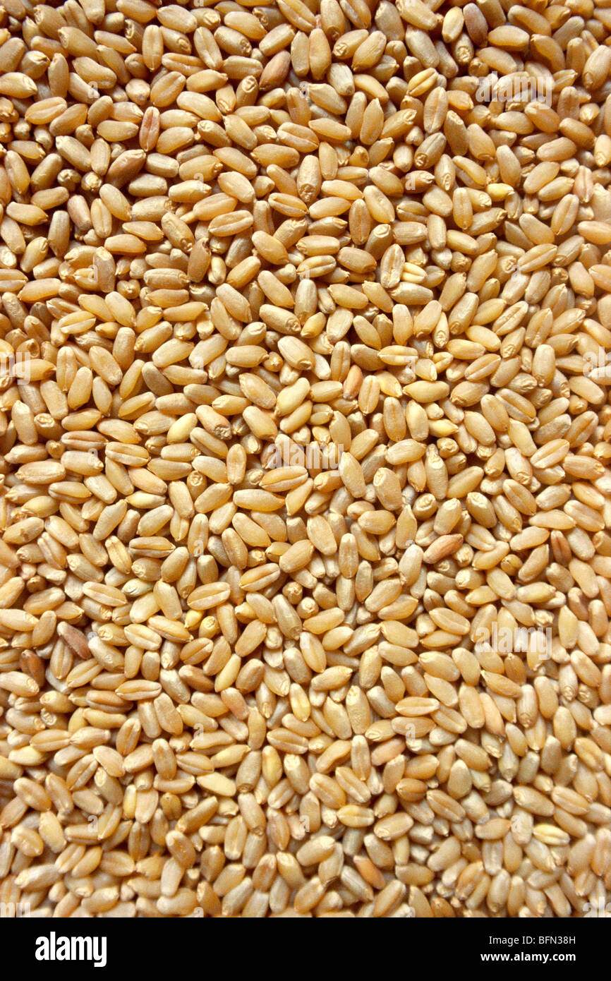 wheat grains ; Bombay ; Mumbai ; Maharashtra ; India ; asia Stock Photo