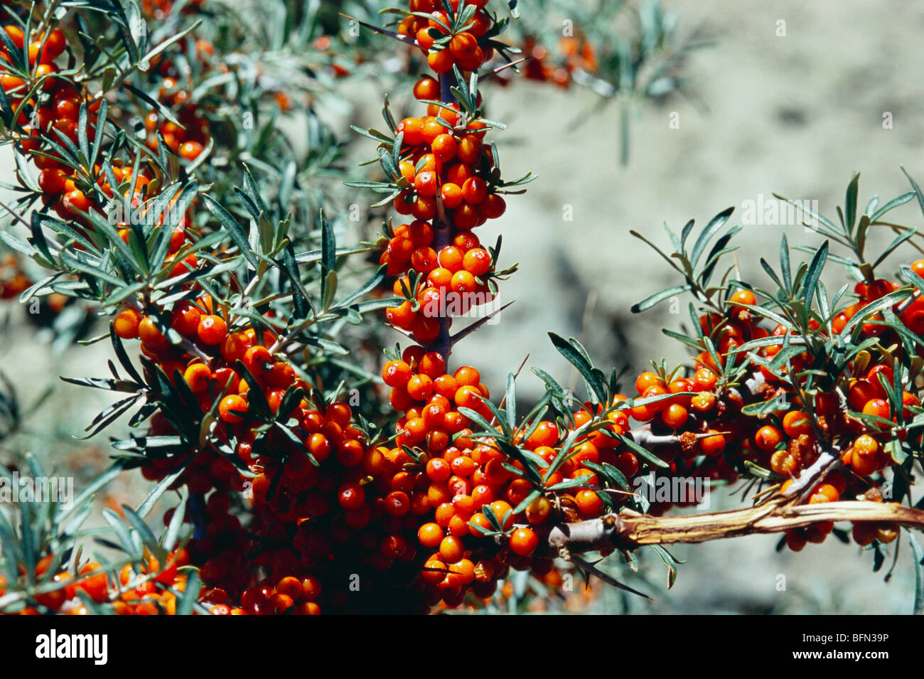 Kashmir fruits hires stock photography and images Alamy