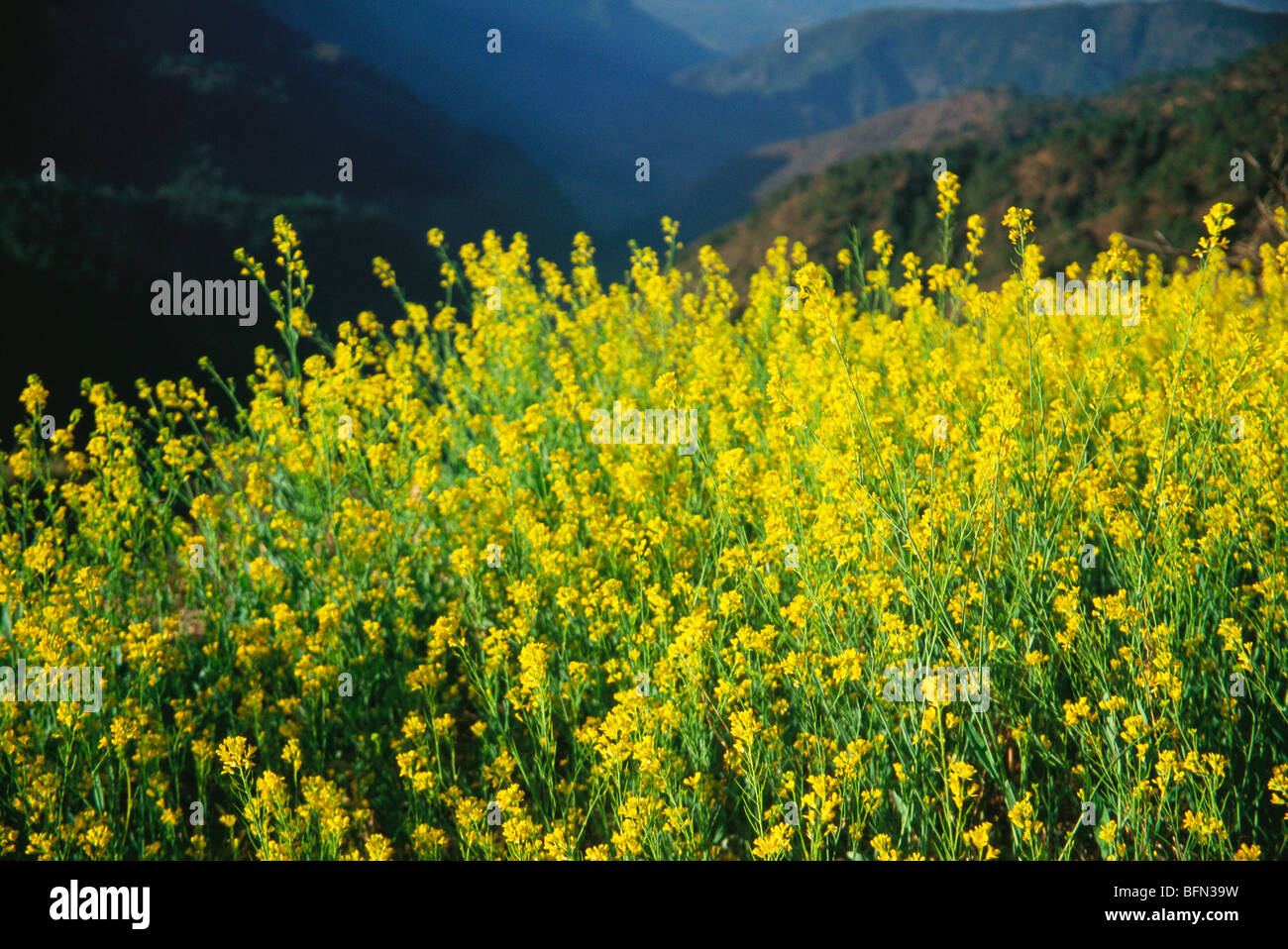 Mustard flowers field ; Dehradun ; Uttaranchal ; Uttarakhand ; India