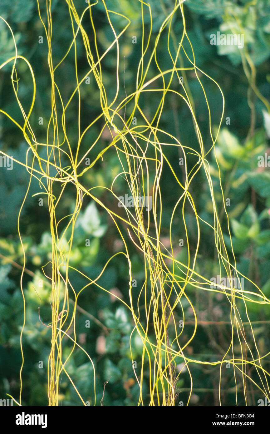 creepers ; Pune ; Maharashtra ; India ; asia Stock Photo Alamy